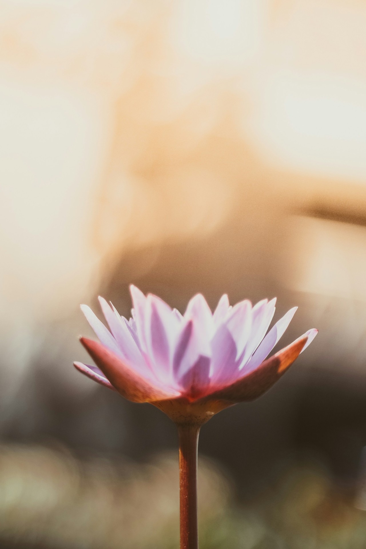 Purple-pink lotus flower against a soft warm background